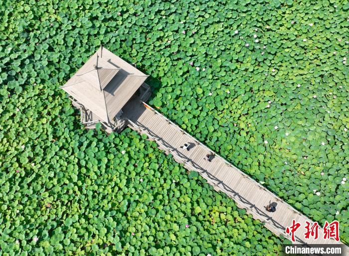 宁夏银川“荷花经济”绽放消费新业态
