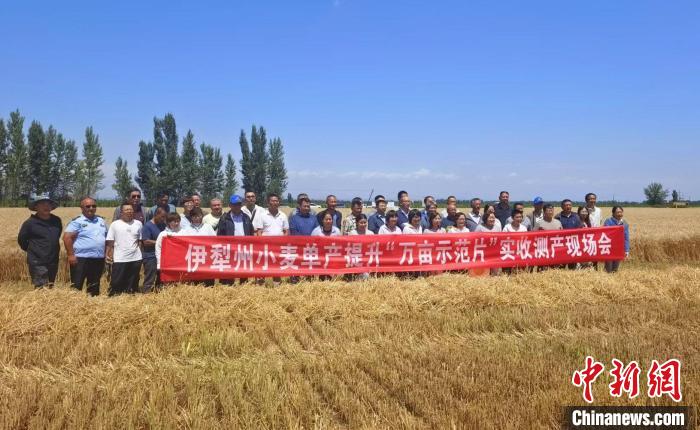 新疆伊犁河谷冬小麦大面积示范田获高产